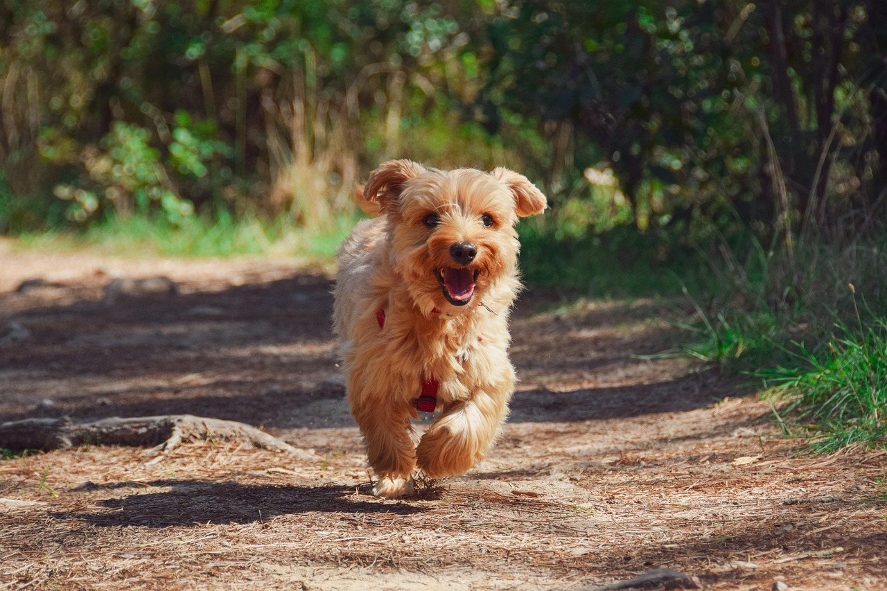 puppy, yorkie, dog, pet, canine, animal, fur, snout, nature, mammal, dog portrait, animal world, puppy, dog, dog, dog, dog, dog